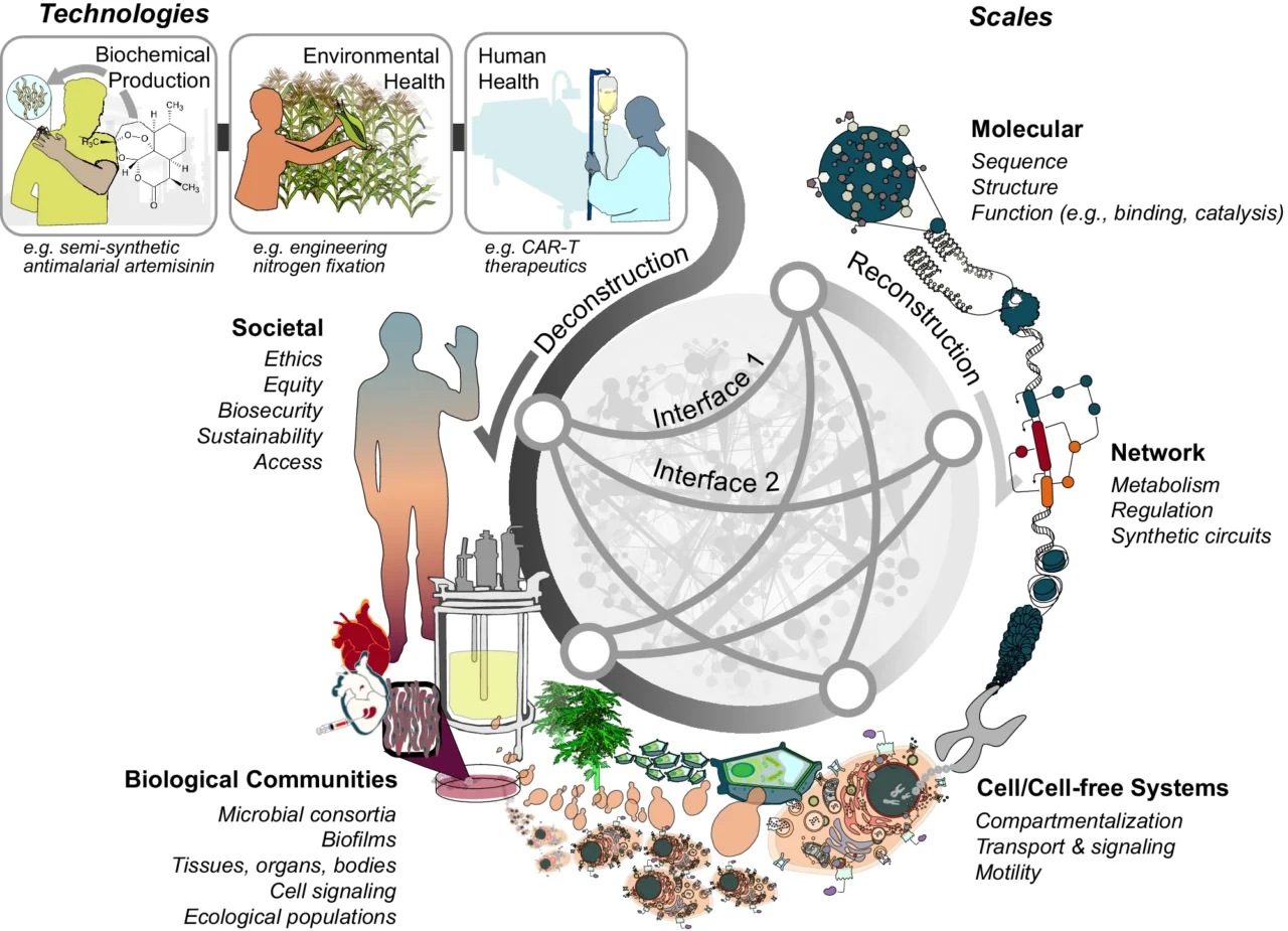 Deconstructing SynBio